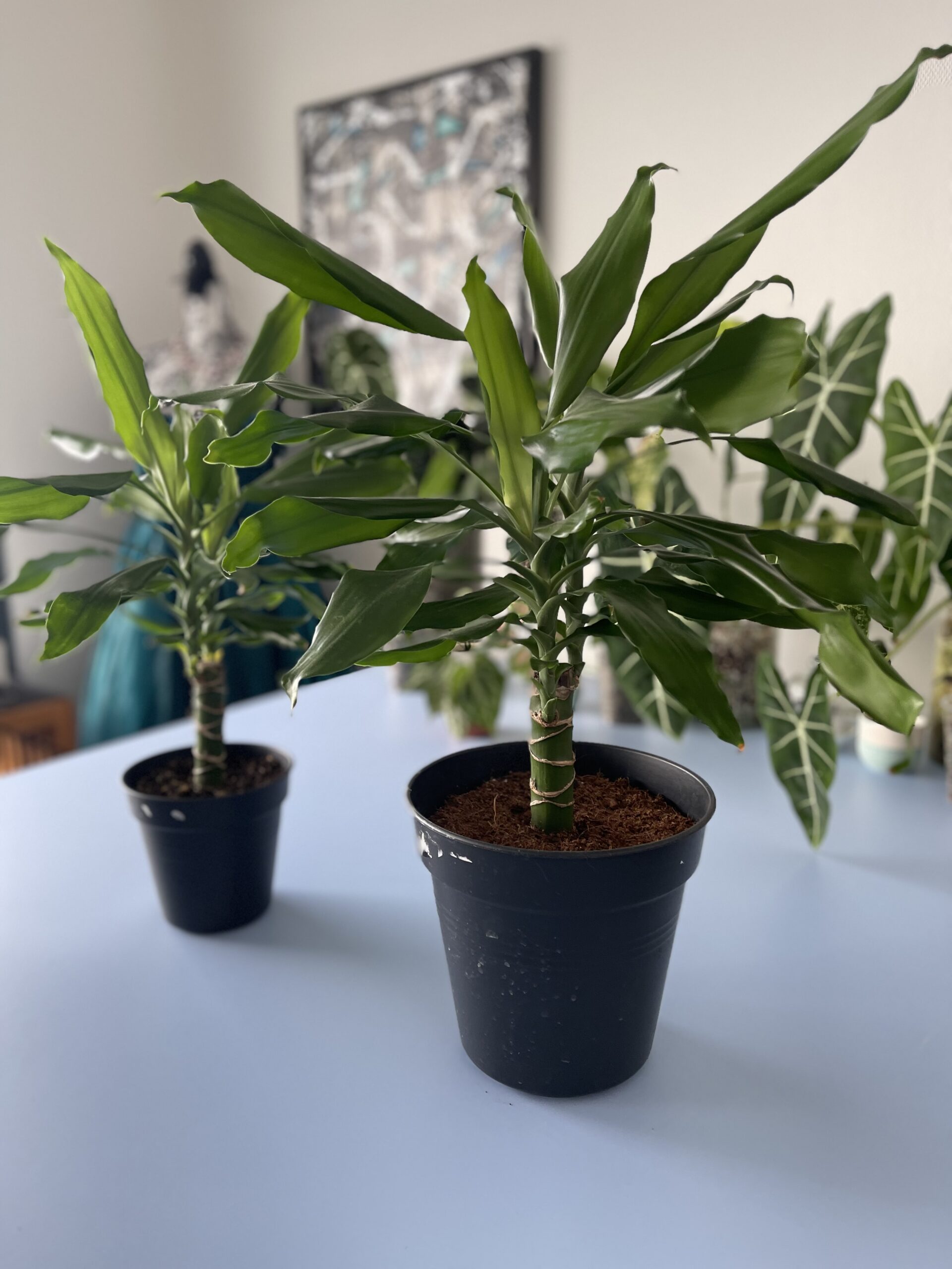 Drachenbaum und andere grössere Pflanzen