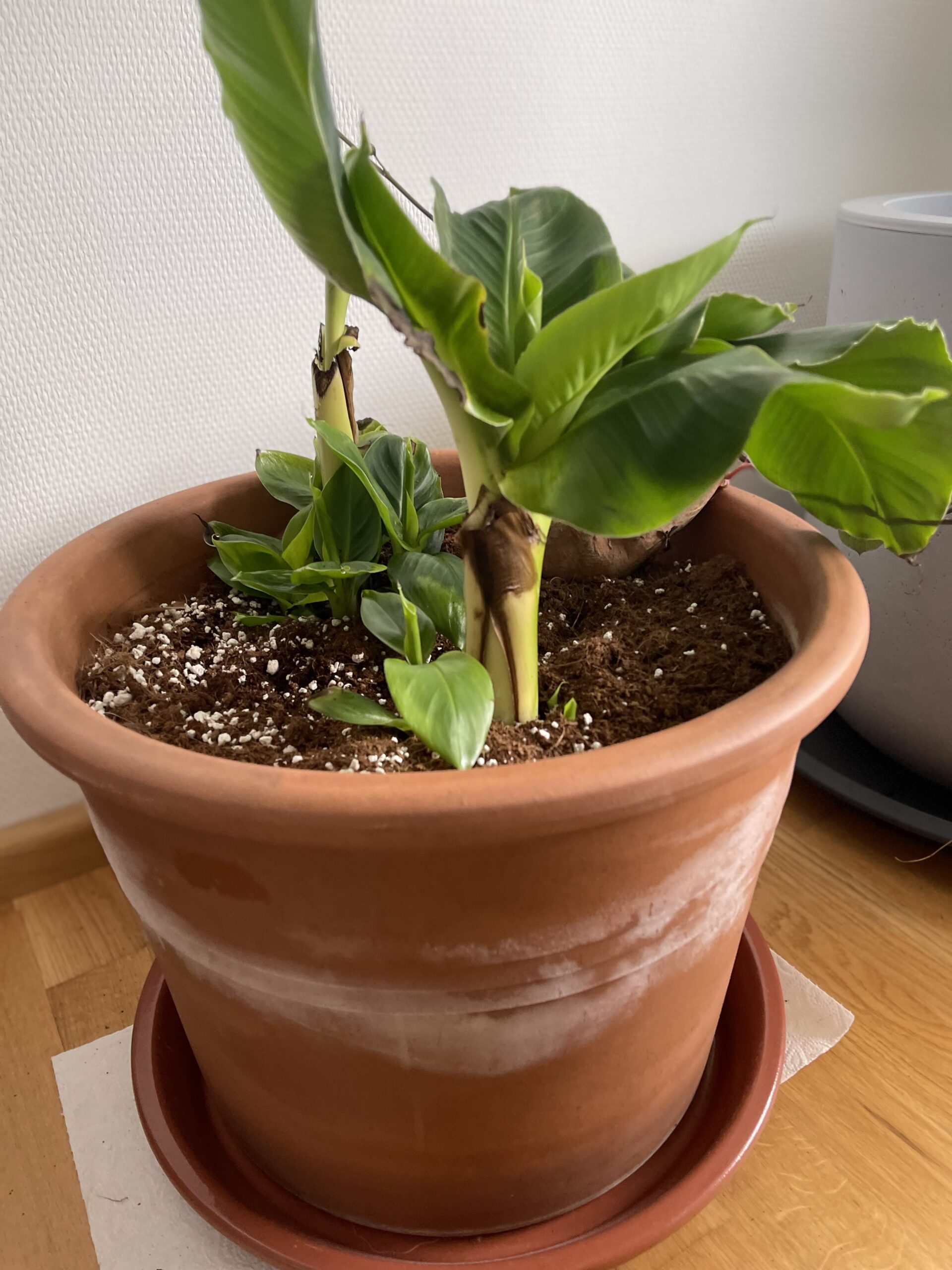 Drachenbaum und andere grössere Pflanzen – Bild 5