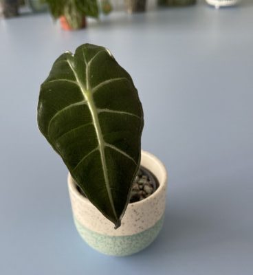 Alocasia Babypflanzen